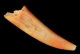Fossil Fish Fang (Aidachar) - Kem Kem Beds, Morocco #164266-1